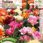 Tulipán doble precoz en mezcla